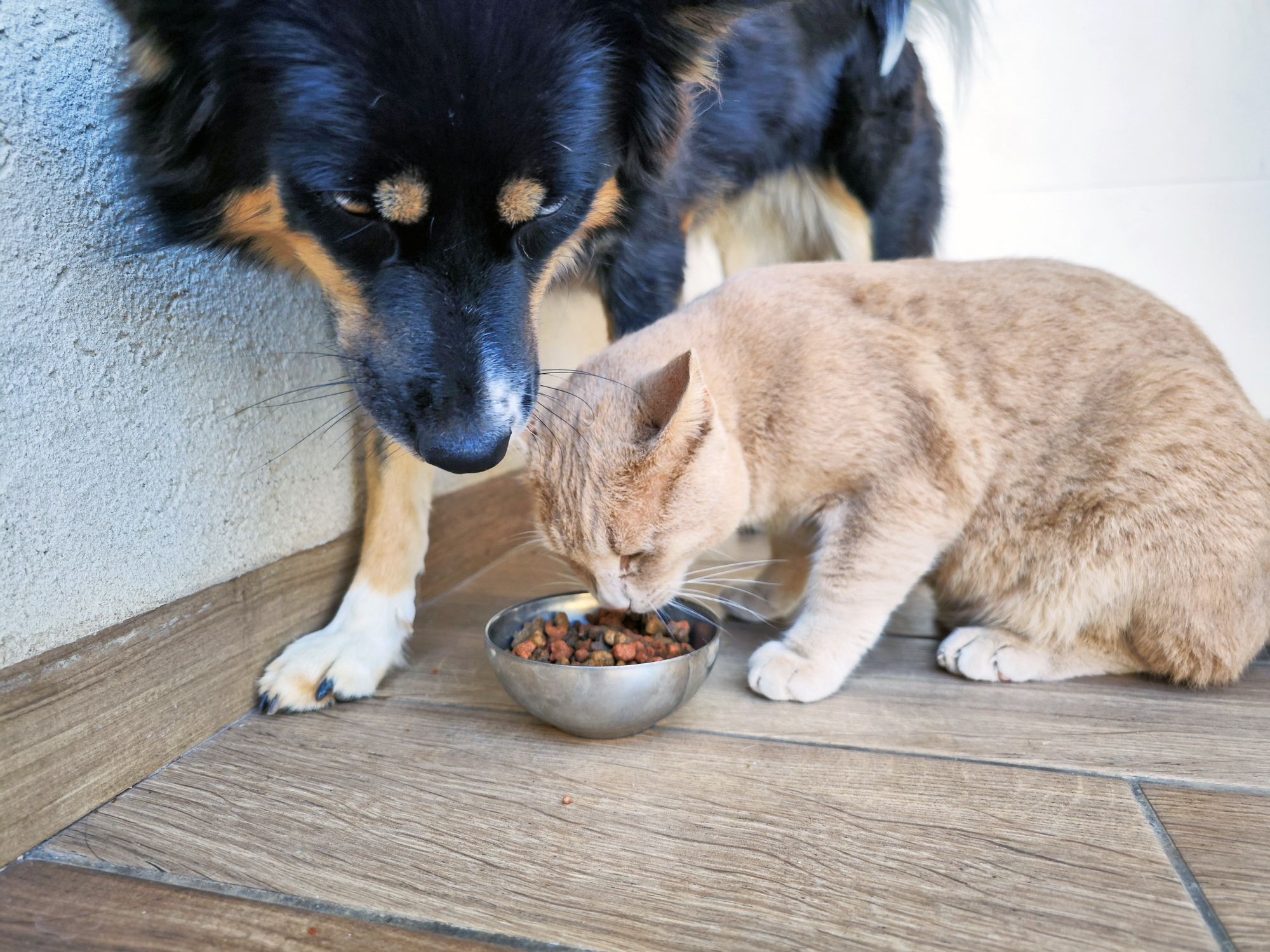Is It Bad If My Cat Eats Dog Food Sale Online Laseb fae ufmg br