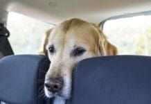 Dramamine for dogs can relieve motion sickness.