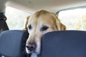 Dramamine for dogs can relieve motion sickness.