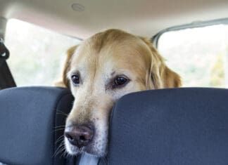 Dramamine for dogs can relieve motion sickness.