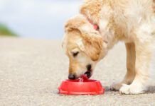 Recognizing signs of dog dehydration is more important than how long a dog can go without water.