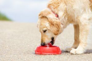 Recognizing signs of dog dehydration is more important than how long a dog can go without water.