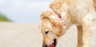 Recognizing signs of dog dehydration is more important than how long a dog can go without water.