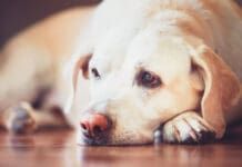 A depressed dog may have a reduced appetite and lethargy.
