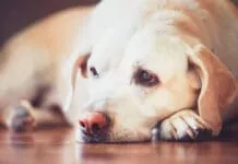 A depressed dog may have a reduced appetite and lethargy.