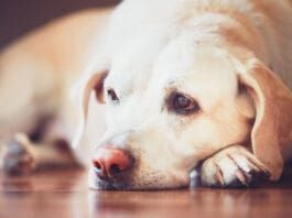 A depressed dog may have a reduced appetite and lethargy.