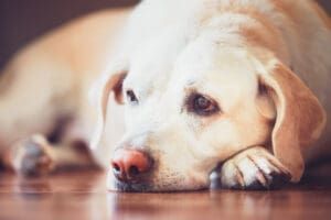 A depressed dog may have a reduced appetite and lethargy.