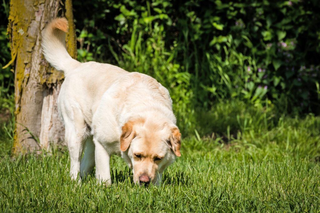 Help for Dog Urine Killing Grass Whole Dog Journal