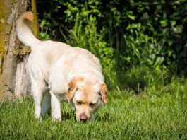 Dog urine killing grass? Try changing things up.