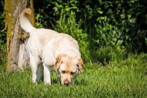 Dog urine killing grass? Try changing things up.