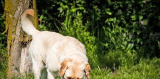 Dog urine killing grass? Try changing things up.