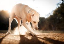 There is no single reason dogs eat dirt.