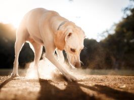 There is no single reason dogs eat dirt.