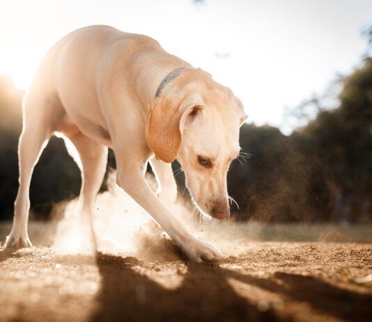 There is no single reason dogs eat dirt.