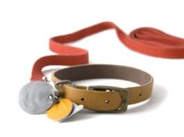 Guide To Collars, Leashes & Harnesses eBook from Whole Dog Journal