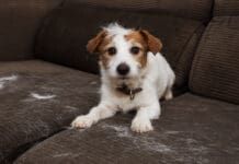 Healthy Skin & Coat eBook from Whole Dog Journal