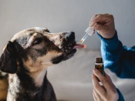 Holistic Remedies eBook series from Whole Dog Journal