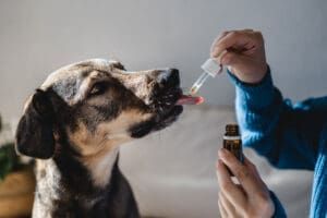 Holistic Remedies eBook series from Whole Dog Journal