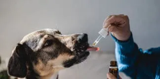 Holistic Remedies eBook series from Whole Dog Journal