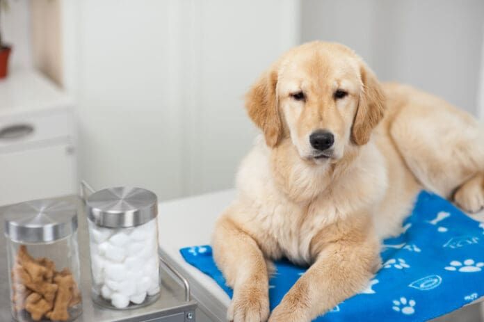 Holistic Remedies eBook series from Whole Dog Journal