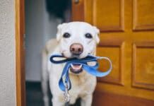 How to Walk Your Dog eBook from Whole Dog Journal