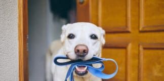 How to Walk Your Dog eBook from Whole Dog Journal