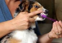 Keeping Your Dog’s Teeth and Gums Healthy eBook from Whole Dog Journal