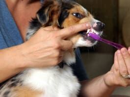 Keeping Your Dog’s Teeth and Gums Healthy eBook from Whole Dog Journal