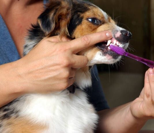 Keeping Your Dog’s Teeth and Gums Healthy eBook from Whole Dog Journal