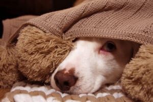 Kennel Cough eBook from Whole Dog Journal