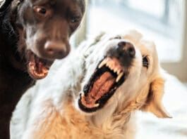 A dog getting aggressive with other dogs can manifest with other dogs in the home, visiting dogs, and out on walks.