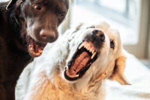A dog getting aggressive with other dogs can manifest with other dogs in the home, visiting dogs, and out on walks.