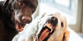 A dog getting aggressive with other dogs can manifest with other dogs in the home, visiting dogs, and out on walks.