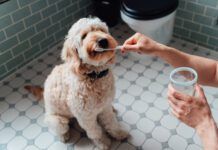 DIY dog toothpaste can make an appetizing teeth cleaner dogs love.