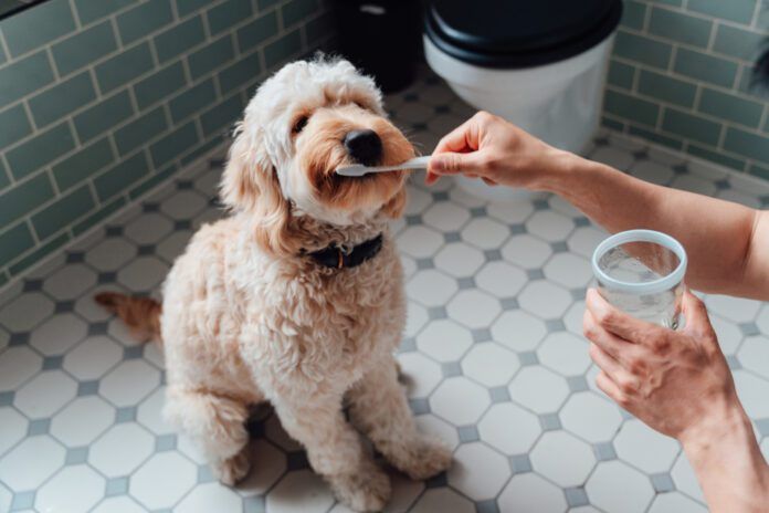 DIY dog toothpaste can make an appetizing teeth cleaner dogs love.