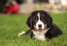 Large breed puppies need large breed puppy food to support their greater growth.