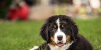 Large breed puppies need large breed puppy food to support their greater growth.