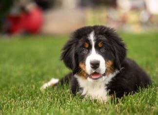 Large breed puppies need large breed puppy food to support their greater growth.