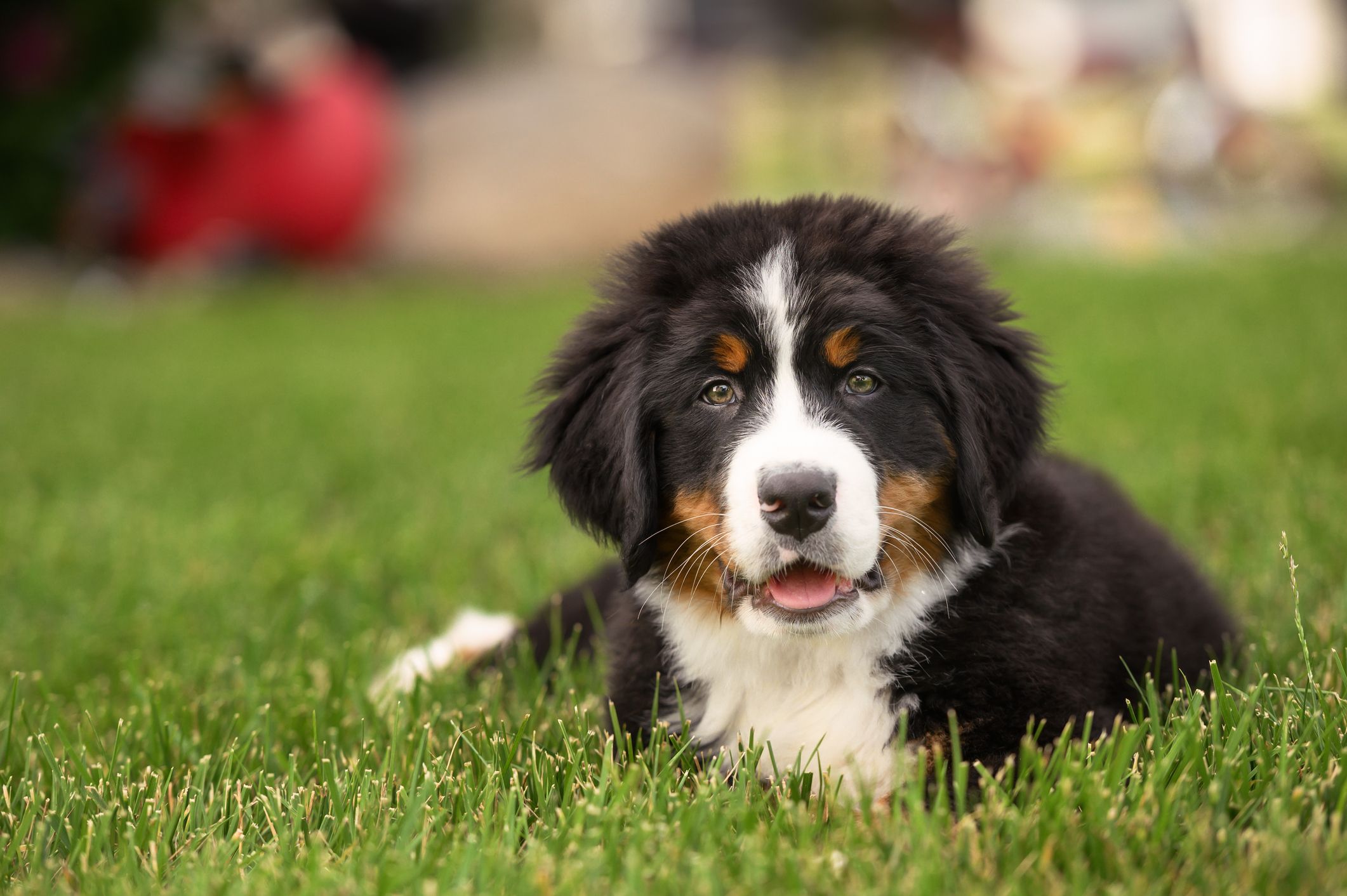 Finding The Best Large Breed Puppy Food Whole Dog Journal