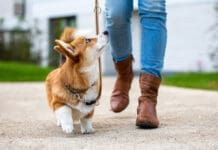 Teaching your dog proper leash manners requires practice.