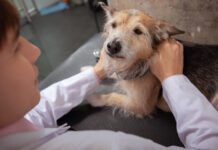 Dog lymph node locations can be checked to detect infections and cancers early.