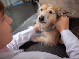 Dog lymph node locations can be checked to detect infections and cancers early.