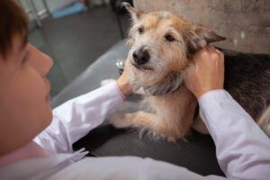 Dog lymph node locations can be checked to detect infections and cancers early.