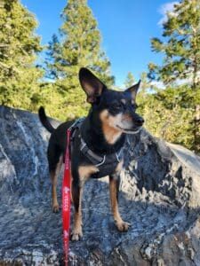 A small dog stands on a boulder with tall pine trees behind him.