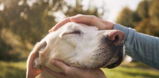 Petting a dog should be enjoyable to both the dog and the owner.