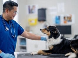 The lyme vaccine for dogs is a potentially controversial vaccine.