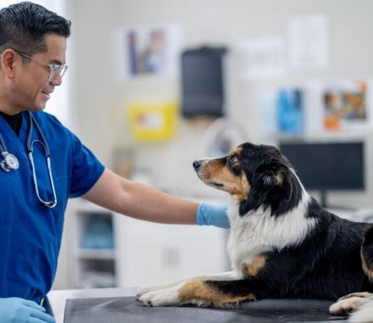 The lyme vaccine for dogs is a potentially controversial vaccine.