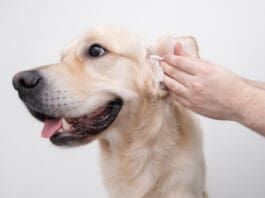 Homemade dog ear cleaner can make keeping your dogs ears much less expensive.