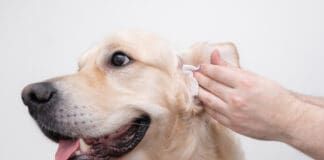Homemade dog ear cleaner can make keeping your dogs ears much less expensive.