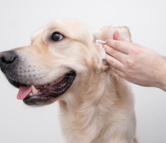 Homemade dog ear cleaner can make keeping your dogs ears much less expensive.